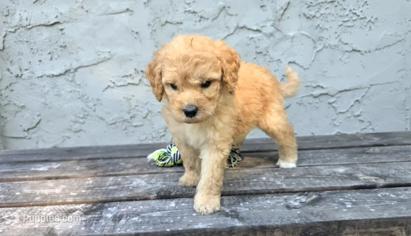 Ellis  – Poodle - Miniature , Poodle - Standard  puppy for sale in Minneapolis, MN