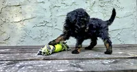 Atticus , a male Poodle - Miniature  and Poodle - Standard  for sale in Minneapolis, MN – 3 of 6