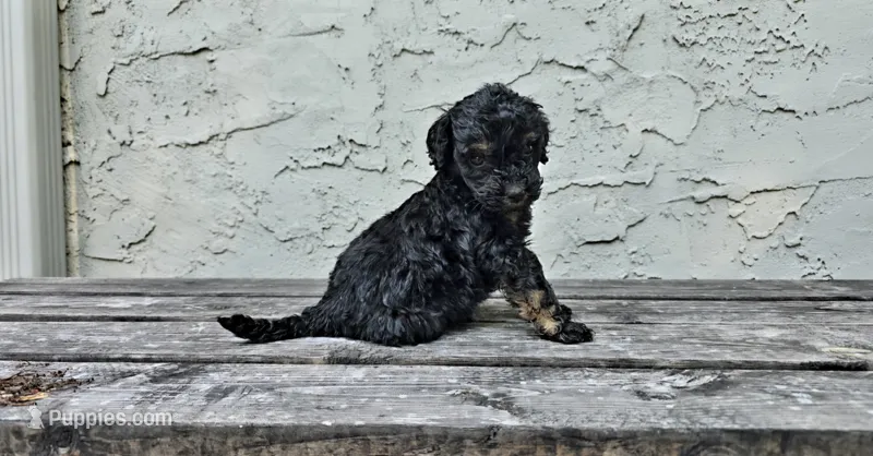 Atticus  – Poodle - Miniature , Poodle - Standard  puppy for sale in Minneapolis, MN