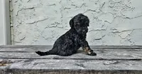 Atticus , a male Poodle - Miniature  and Poodle - Standard  for sale in Minneapolis, MN – 1 of 6