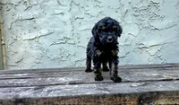 Atticus , a male Poodle - Miniature  and Poodle - Standard  for sale in Minneapolis, MN – 2 of 6