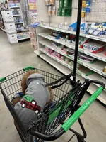 Smitten, a male Miniature Goldendoodle for sale in Decatur, GA – Photo 8 of 8