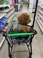 Smitten, a male Miniature Goldendoodle for sale in Decatur, GA – Photo 7 of 8