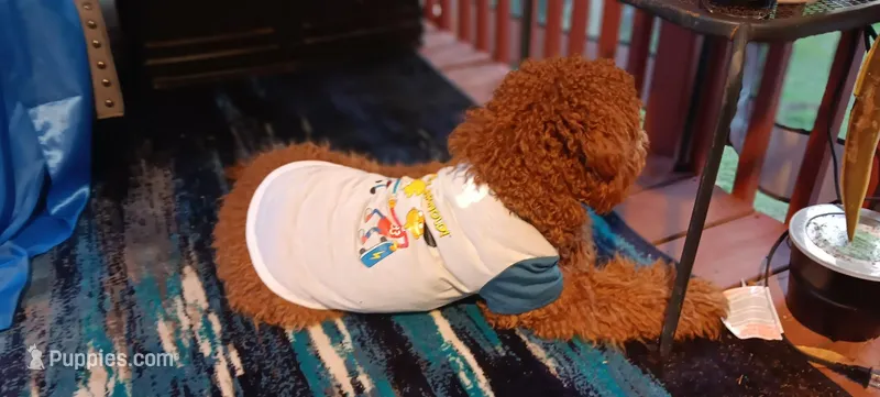 Smitten – Miniature Goldendoodle puppy for sale in Decatur, GA