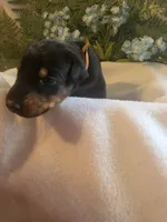 Brown Collar, a male Doberman Pinscher for sale in Wexford, PA – 3 of 7