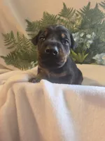 Green Collar, a male Doberman Pinscher for sale in Wexford, PA – 5 of 5