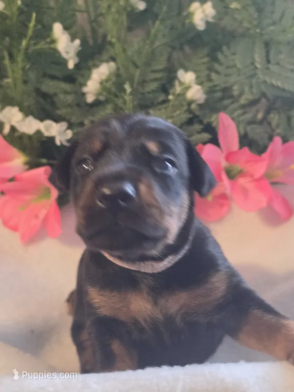 Light Pink Collar – Doberman Pinscher puppy for sale in Wexford, PA