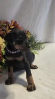 Purple Collar, a female Doberman Pinscher for sale in Wexford, PA – 2 of 2