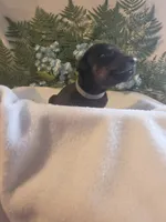 Gray Collar, a male Doberman Pinscher for sale in Wexford, PA – 2 of 6