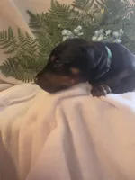 Green Collar, a male Doberman Pinscher for sale in Wexford, PA – 4 of 5