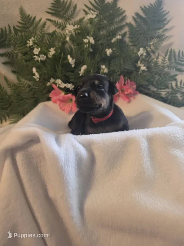 Dark Pink Collar – Doberman Pinscher puppy for sale in Wexford, PA