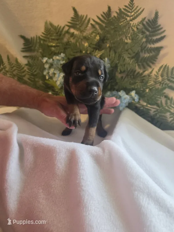 Blue Collar Male – Doberman Pinscher puppy for sale in Wexford, PA