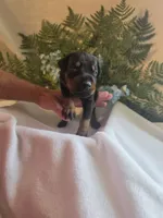 Blue Collar Male, a male Doberman Pinscher for sale in Wexford, PA – 1 of 3