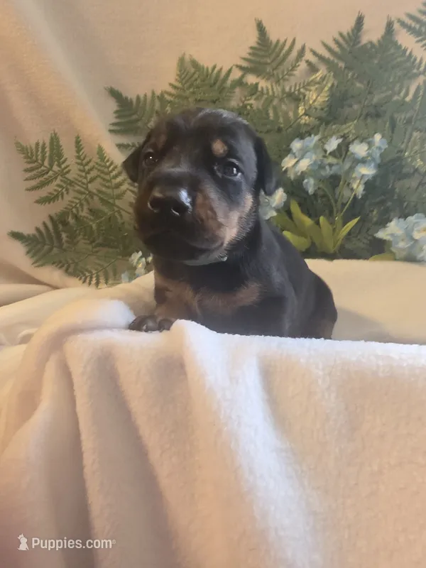 Green Collar – Doberman Pinscher puppy for sale in Wexford, PA