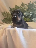 Green Collar, a male Doberman Pinscher for sale in Wexford, PA – 1 of 5