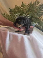Blue Collar Male, a male Doberman Pinscher for sale in Wexford, PA – 3 of 3