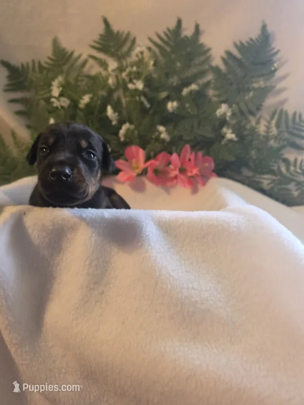 Red Collar – Doberman Pinscher puppy for sale in Wexford, PA