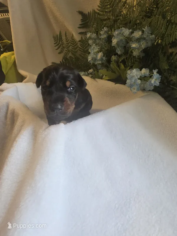 Brown Collar – Doberman Pinscher puppy for sale in Wexford, PA
