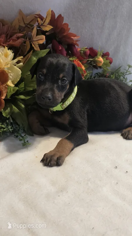 Light Green Collar – Doberman Pinscher puppy for sale in Wexford, PA
