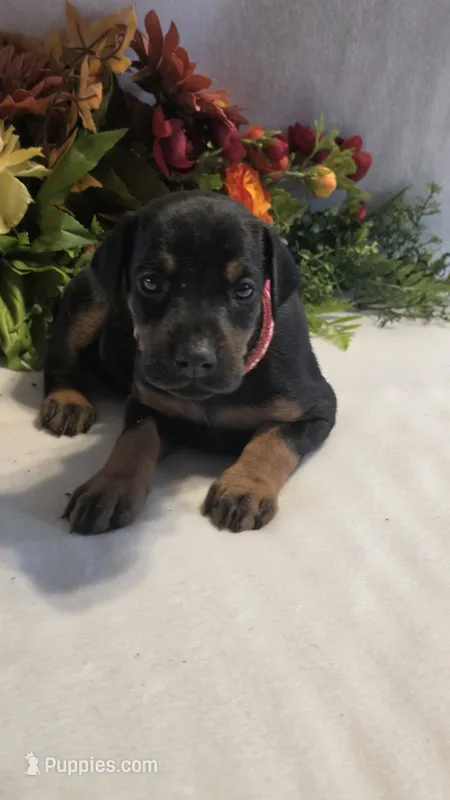 Dark Pink Collar – Doberman Pinscher puppy for sale in Wexford, PA