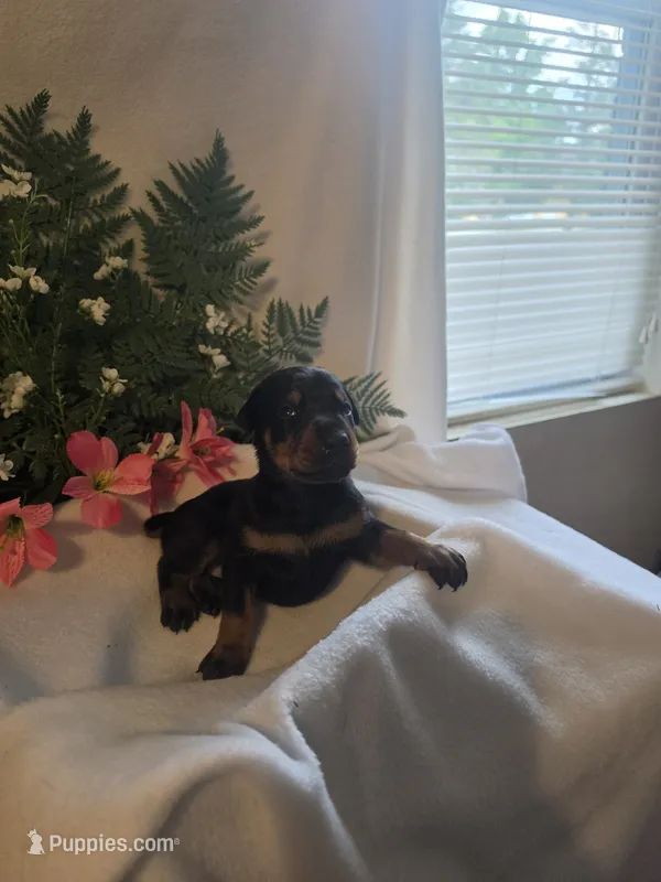 Orange Collar – Doberman Pinscher puppy for sale in Wexford, PA