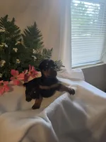 Orange Collar, a female Doberman Pinscher for sale in Wexford, PA – 1 of 2