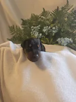 Blue Collar Male, a male Doberman Pinscher for sale in Wexford, PA – 2 of 3