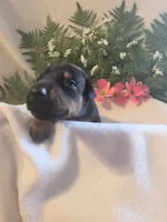 Dark Pink Collar, a female Doberman Pinscher for sale in Wexford, PA – 3 of 3