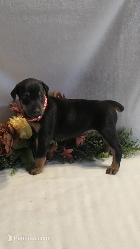Red Collar – Doberman Pinscher puppy for sale in Wexford, PA