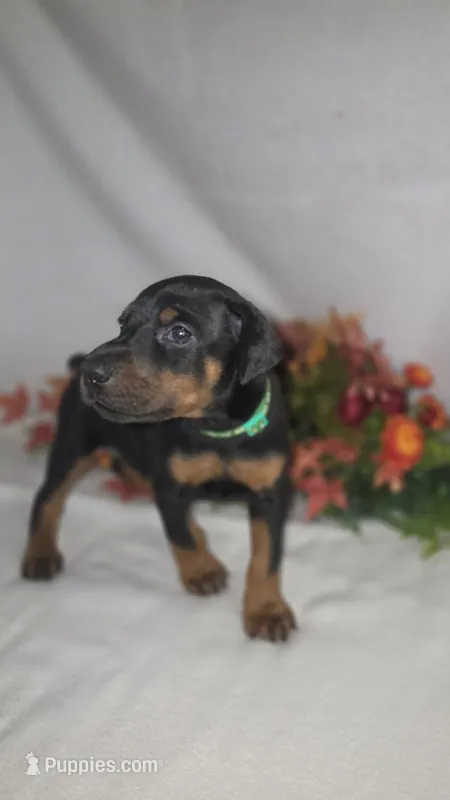 Green Collar – Doberman Pinscher puppy for sale in Wexford, PA