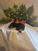 Red Collar, a female Doberman Pinscher for sale in Wexford, PA – 2 of 2