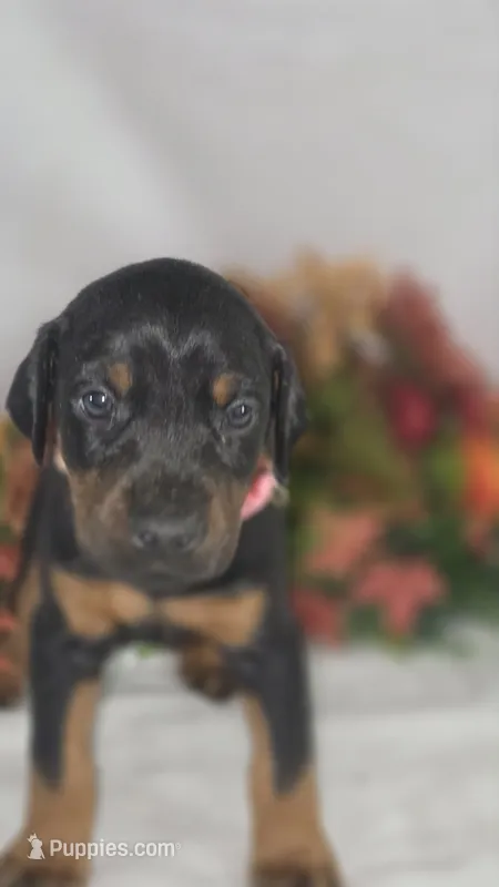 Light Pink Collar – Doberman Pinscher puppy for sale in Wexford, PA