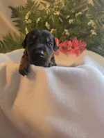 Orange Collar, a female Doberman Pinscher for sale in Wexford, PA – 2 of 2