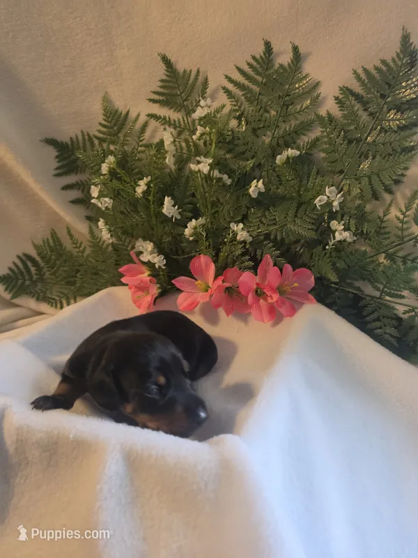 Yellow Collar – Doberman Pinscher puppy for sale in Wexford, PA