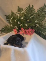 Yellow Collar, a female Doberman Pinscher for sale in Wexford, PA – 1 of 2