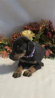Purple Collar, a female Doberman Pinscher for sale in Wexford, PA – 1 of 2