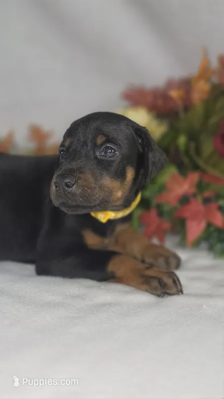 Yellow Collar – Doberman Pinscher puppy for sale in Wexford, PA