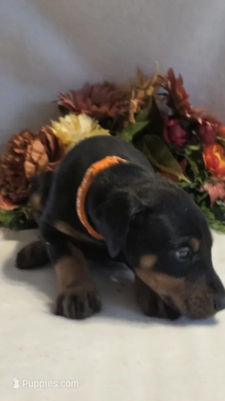 Orange Collar – Doberman Pinscher puppy for sale in Wexford, PA