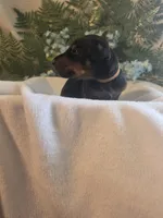 Brown Collar, a male Doberman Pinscher for sale in Wexford, PA – 6 of 7