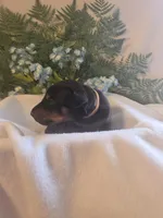 Brown Collar, a male Doberman Pinscher for sale in Wexford, PA – 4 of 7