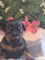 Light Pink Collar, a female Doberman Pinscher for sale in Wexford, PA – 3 of 3