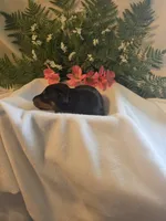 Light Pink Collar, a female Doberman Pinscher for sale in Wexford, PA – 3 of 3