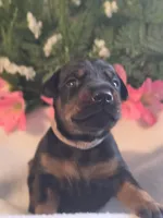 Light Pink Collar, a female Doberman Pinscher for sale in Wexford, PA – 2 of 3