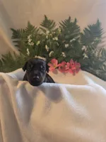 Yellow Collar, a female Doberman Pinscher for sale in Wexford, PA – 2 of 2