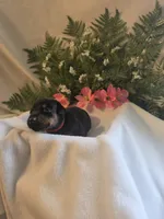 Dark Pink Collar, a female Doberman Pinscher for sale in Wexford, PA – 2 of 3