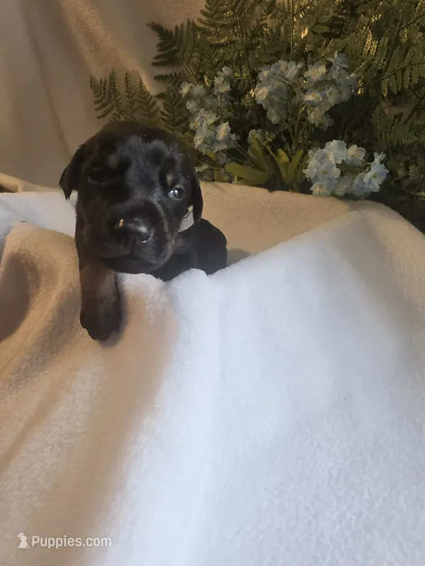Gray Collar – Doberman Pinscher puppy for sale in Wexford, PA