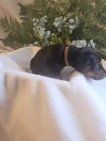 Brown Collar, a male Doberman Pinscher for sale in Wexford, PA – 5 of 7