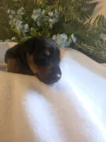 Brown Collar, a male Doberman Pinscher for sale in Wexford, PA – 7 of 7