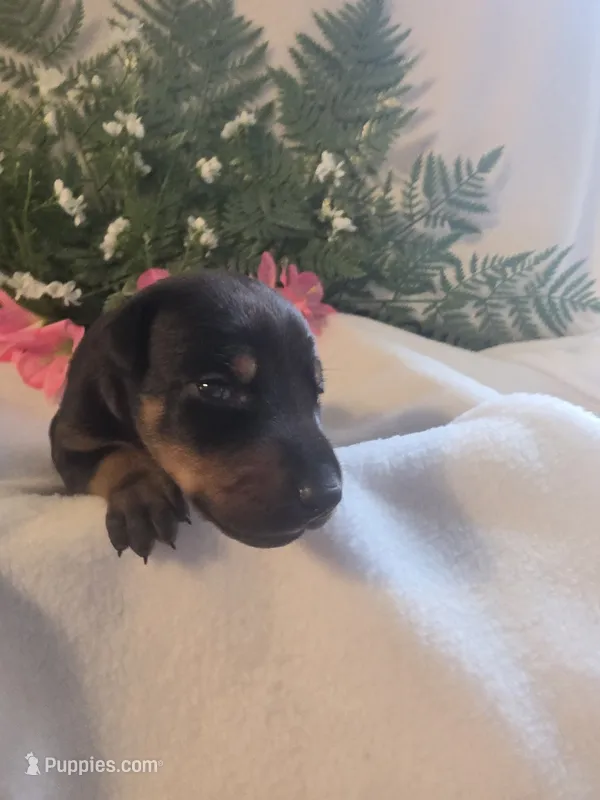 Light Pink Collar – Doberman Pinscher puppy for sale in Wexford, PA