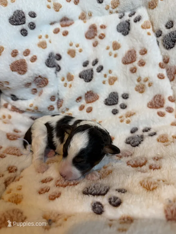 Brown Parti Boy🤎🤍 – Poodle - Toy  puppy for sale in Atlanta, GA